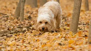 A Guide to Their Characteristics, Temperament, and Care Requirements