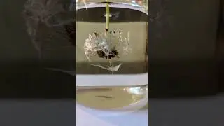 Dandelion Repels Water 