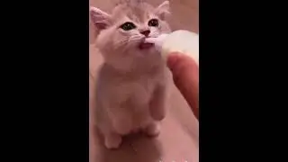 Cute cat