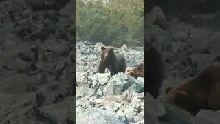 Магаданские мишки