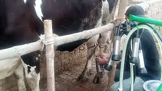 cow milking || cow business || milking with machines