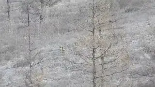 Косули. ЗМУ в заказнике 
