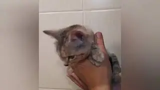 Котенок в добрые руки