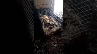Ягдтерь