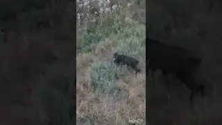 Качество плохое из-за темноты ! Вышли кабанчики 🤣#охота #кабан #животные #поросята #bes #shorts