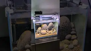 Neue Technik im Kardinalsgarnelen Aquarium 🤔 #aquaristik #aquarium #sulawesi