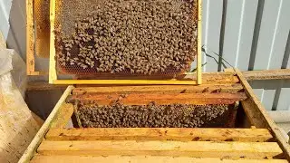 Осмотр своей единственной семейки !🥰