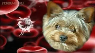 Сепсис у собак | Симптомы | Причины | Лечение.