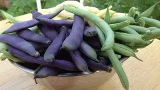 When To Harvest Green Beans