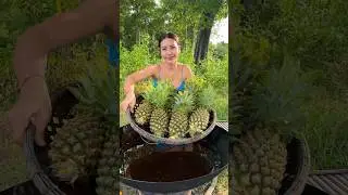 Pineapple braised with fish cook recipe 