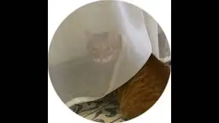 Собака😹