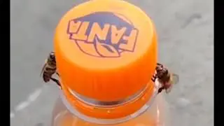 У башкир даже пчелы умные