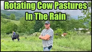Rotating Cow Pastures In The Rain