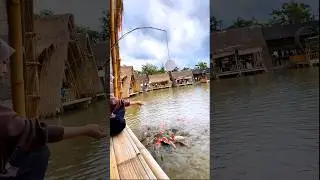 Saung penuh dengan ikan hias #shorts #instagram  #tiktok