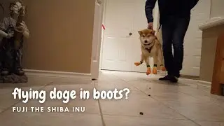 How does a Shiba Inu react to wearing boots? | 柴犬喜欢穿鞋吗?