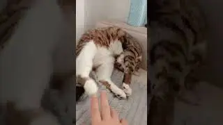 Money Cat 😺