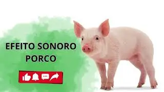 EFEITO SONORO PORCO/RONCO