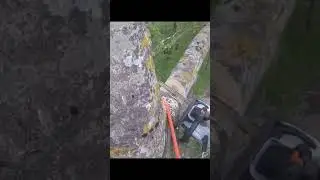 Удаляем осину по частям)) Ленинградская область