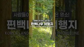 사람들에게 잘 알려지지 않은 숨은 힐링 명소! 편백나무 숲이 아름다워요🌲