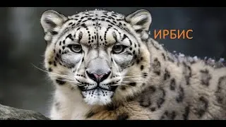 Ирбис - снежный хищник.