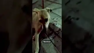 Dog beaten for stealing Shoes and tomatoes