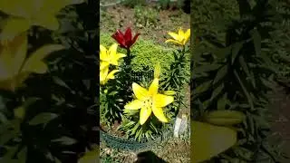 Цветок любви