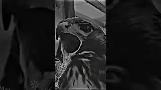 орел