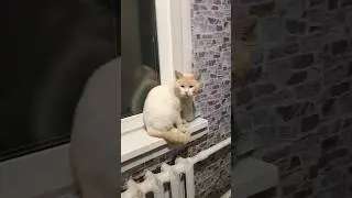 Котики Загуляли 