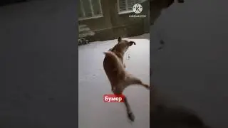 #бумер