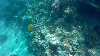 Риф Stella Di Mare makadi bay