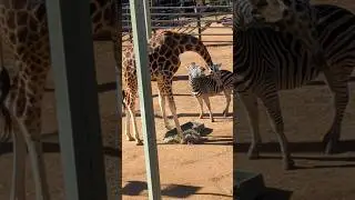 This Giraffe and Zebra are best friends! #friends #giraffe #zebra #viral #short #zoo #australia