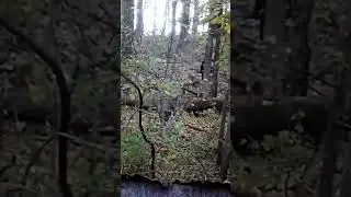 BIGFOOT OR ALABAMA HILLBILLY