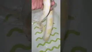 Banho para remover pele #ballpython