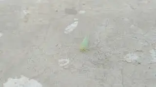 A Leaf or a piece of plastic or green hamam soap