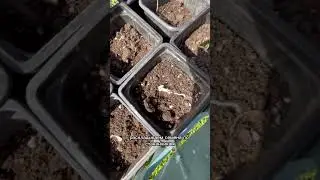 Сажаем огурцы 