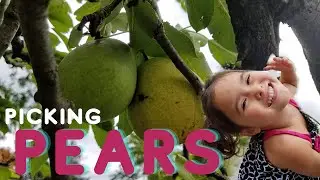 Picking Pears in our Backyard during a Delightfully Windy Day