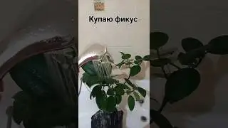 Зачем купать фикус?! #купаниерастений #shorts #фикус
