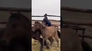 7 жасар бала асау үйретті😱