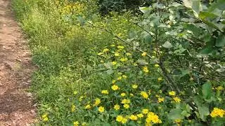 nature is beautiful