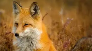 Peaceful Wildlife Relaxation Sounds for Meditation !!