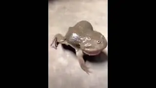 Жаба орёт