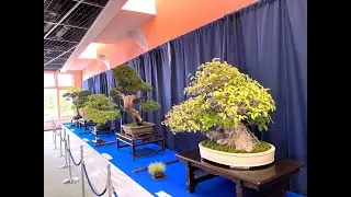 BONSAI EXHIBITION at the 98th Autum Angyo Flowers and Plants Festival・第98回秋の安行花植木祭りの銘品盆栽展