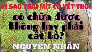 Vì sao trái mít có vết thối - nguyên nhân và có chữa được không hay cắt bỏ ? || Miền Tây Fishing