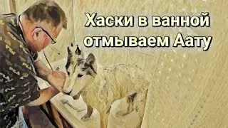 Сегодня у Аату банный день | Как мыть хаски