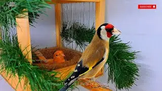 Канарейки и щеглы. ПЕРВЫЕ неудачи. Субтитры. Разведение птиц!