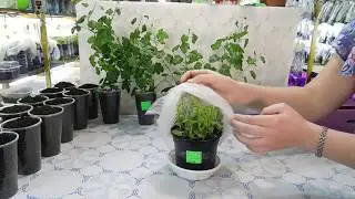 🌹🌹🌹ВЫРАЩИВАЕМ ЛОБЕЛИЮ ЗА МЕСЯЦ !!! ЭТО УДИВИТ ВАС ! БЫСТРАЯ РАССАДА