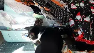 Kitten playing with fabric #Kitten playing#kitten helper
