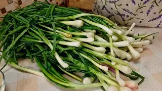 ЗАКУСКА КИМЧИ В ПАКЕТЕ  ЗЕЛЕНЫЙ ЛУК ЗАГОТОВКА ЗЕЛЕНИ 