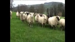 John Kelly - Sheep Farmer