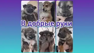 В добрые руки
